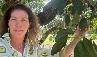 Produtores de Olímpia se dedicam ao cultivo do abacate