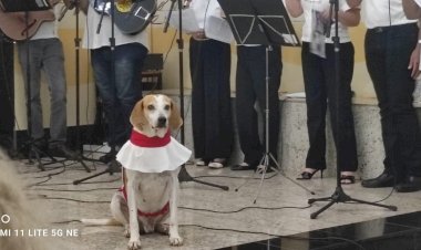 Resgatado de maus-tratos, 'cãoroinha' Jhonny vira atração em paróquia de Barretos