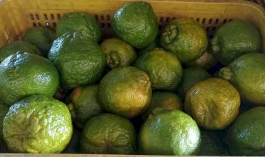 Greening afeta produção da tangerina poncã na região de Rio Preto