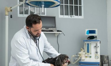 Rio Preto ganha Clínica Meu Pet para atendimento público de cães e gatos