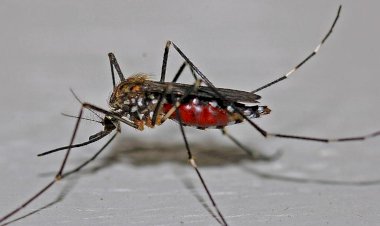 Em cinco meses, Rio Preto registra mais casos de dengue que em 2023 inteiro