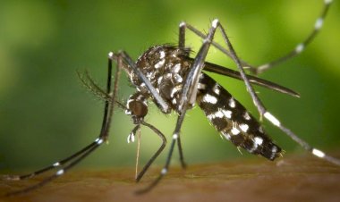 Rio Preto confirma primeira morte por chikungunya na história da cidade