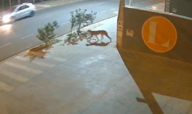 Onça-parda é flagrada no bairro SetSul, em Rio Preto