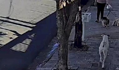 Idosa fica gravemente ferida após ser atacada por pitbull em Rio Preto