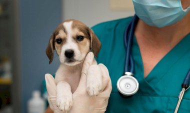 Câmara vota projeto que libera entrada de animais em hospitais de Rio Preto