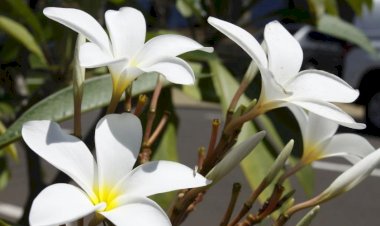 Como fica o tempo durante a primavera? Veja previsão