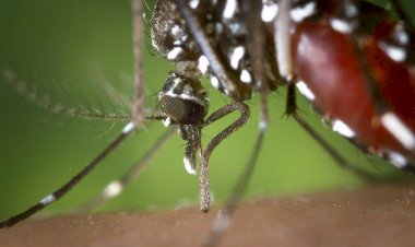 Rio Preto confirma mais duas mortes por dengue em 2024