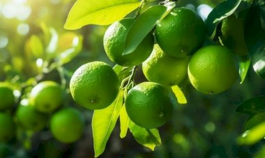 Exportação de limão aumenta e anima produtor da região de Rio Preto