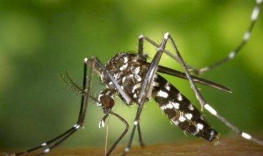 Rio Preto confirma a 10ª morte por dengue em 2024