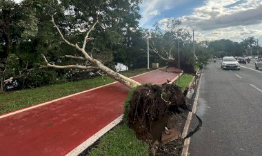 Temporal derruba árvores e deixa bairros sem energia em Rio Preto