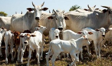 Produção de carnes cresce e fortalece negócios na região de Rio Preto