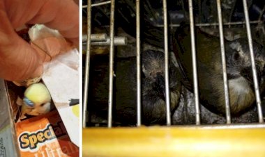 Casal é multado em R$ 29 mil por transporte irregular de aves em Catiguá