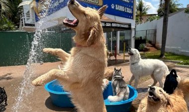 Cresce demanda em hotéis para pets em Rio Preto