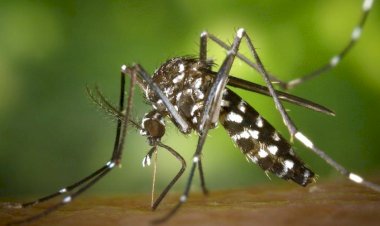 Rio Preto confirma mais duas mortes e chega a 19 vidas perdidas para a dengue em 2024