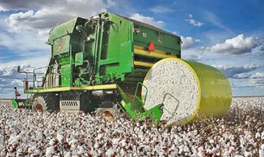 Exportação de algodão aumenta com avanço de tecnologia e beneficia o Noroeste paulista