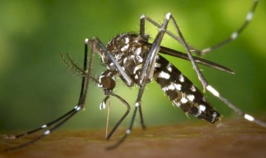 Ministério alerta para alta de casos de febre amarela em 4 estados