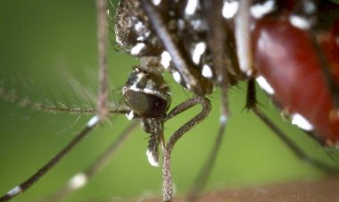 Região de Rio Preto chega a oito mortes por dengue neste ano