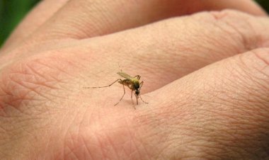 Rio Preto confirma mais quatro mortes e chega a nove vítimas da dengue em 2025