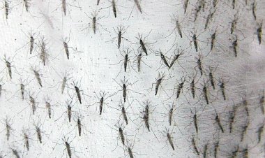 Rio Preto confirma mais três mortes por dengue