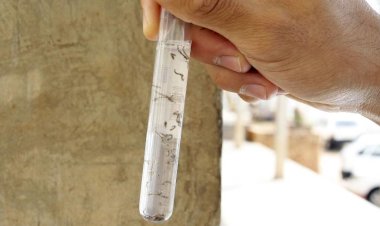 Rio Preto confirma mais quatro mortes por dengue