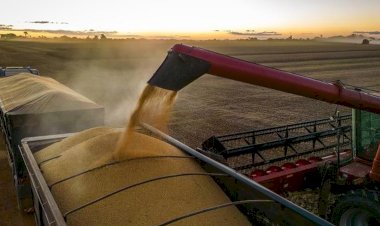 Incertezas climáticas afetam produção de grãos no Noroeste paulista