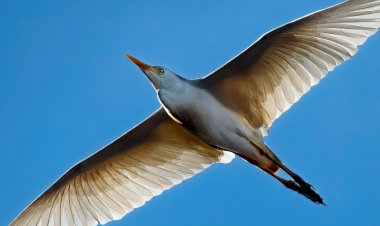 Exposições no Riopreto Shopping celebram a beleza das aves brasileiras em imagens e sons