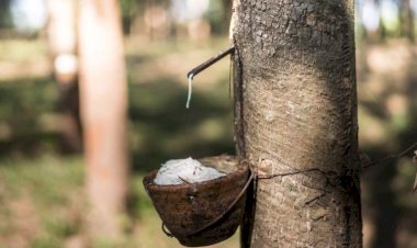 Seringais iniciam safra e preço da borracha anima produtores