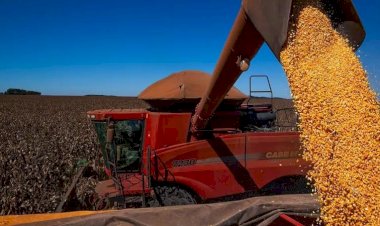 Conab estima novo recorde para a safra de grãos para o ciclo de 2024-2025