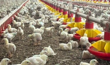 Avicultura cresce na região Noroeste paulista e frigorífico exporta frango halal