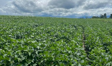 Para agricultores do Noroeste paulista, o custo de produção da soja deve aumentar