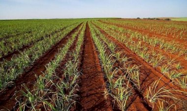 Práticas sustentáveis nos canaviais remuneram produtores no Noroeste paulista
