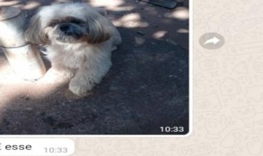 MP denuncia mulher que exigiu dinheiro para devolver shih-tzu em Rio Preto