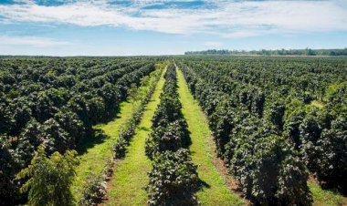 Aplicação do crédito rural da safra 2024/2025 soma R$ 330,9 bilhões