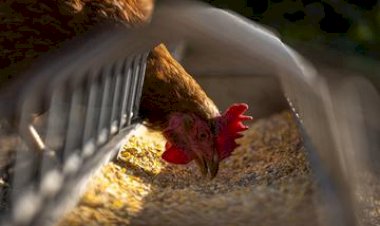 Confirmado primeiro caso de gripe aviária do ano no Estado de São Paulo