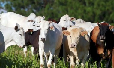 Frigoríficos param produção para os EUA após tarifa de 50%