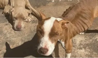 Pit bulls abandonados são resgatados em estado de desnutrição em Rio Preto