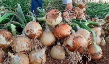 Queda no preço da cebola tem impacto na produção regional