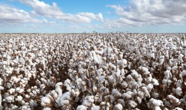 Agropecuária em expansão