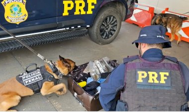 Com a ajuda do cão Thor, PRF de Rio Preto prende passageiro com 4kg de drogas em mala