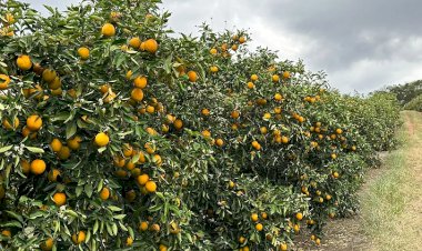 Citricultores apontam desafios com a qualidade da laranja