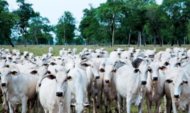 Pecuária avança em produção e região ganha Centro de Pesquisas