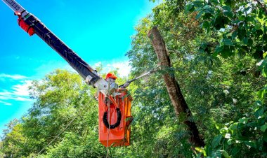 Programa de arborização vai substituir 300 árvores que apresentam risco em Rio Preto