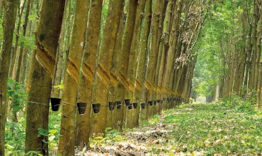 Excesso de borracha no Noroeste paulista preocupa setor nesta safra