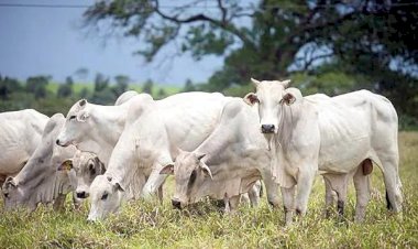 Cana-de-açúcar e clima