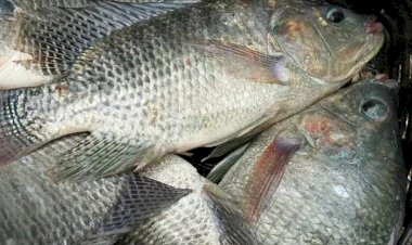 Peixe BR solicita suspensão da importação de filé de tilápia do Vietnã por São Paulo