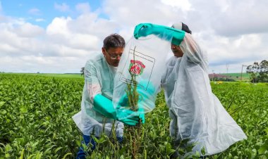 Caruru-gigante é detectado pela primeira vez em plantação de Mirassol