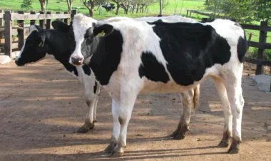 Pecuária de leite exige planejamento e eficiência no campo