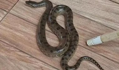 Filhote de sucuri é encontrado em sala de creche em Mirassolândia