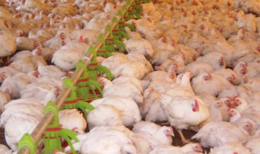 Exportações de carne de frango caem