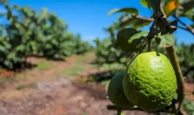 Goiaba tailandesa amplia produção nos pomares da região